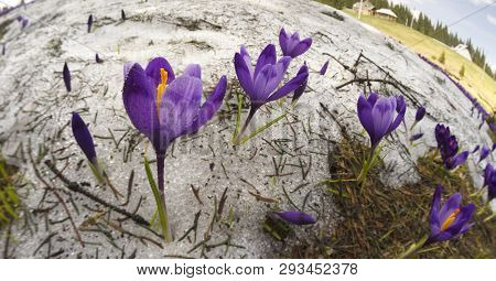 Crocuses - Snowy Flowers Of Spring