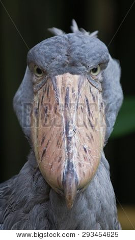 The Shoebill ,balaeniceps Rex, Also Known As Whalehead Or Shoe-billed Stork Portrait Looking At The 