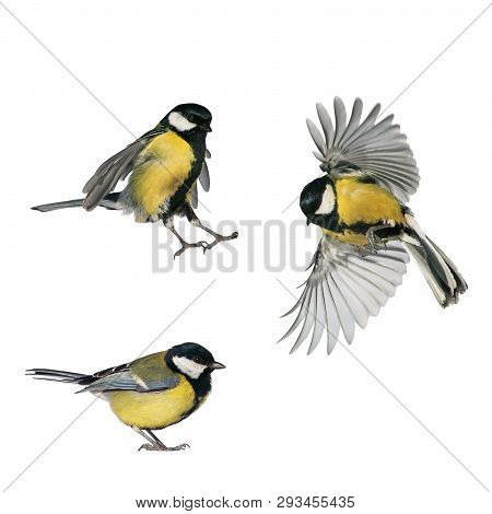 Three Bird Tits On White Isolated Background In Various Poses And Views