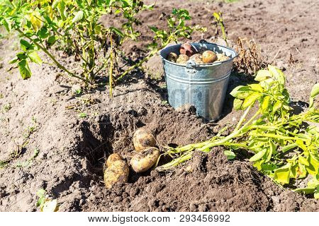Freshly Dug Organic Potatoes Of New Harvest And Shovel At The Potatoes Plantation. Potato Harvest On