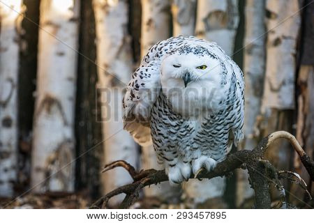 Winking Snowy Owl Looking Morose. Grumpy White Owl (bubo Scandiacus), Female, Perching On A Thick Br