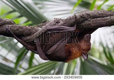 Large Malayan Flying Fox Close-up Portrait Sliiping On The Tree