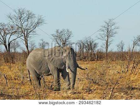 Large African Elephant Walking Through The African Bushveld In Hwange National Park, Zimbabwe