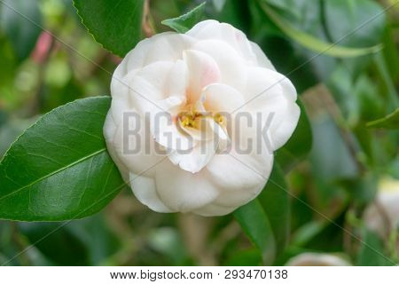 Close-up Of A White Camellia Angela Cocchi (camellia Japonica) With Green Leaves. View Of A Beautifu