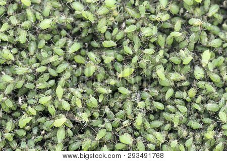 A Lot Of Colony Of Aphid, Texture Backgrond