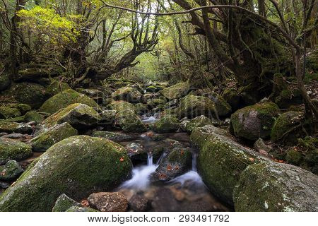 Shiratani Unsuikyo Tropical Rainforest With The Beauty Of Mosses And Rivers