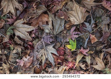 Colorful Dry Autumn Leaf. Background And Abstract