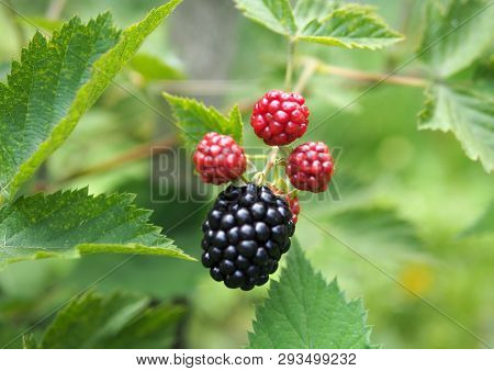 Large Berries Of Blackberry, High-quality Without Thorns