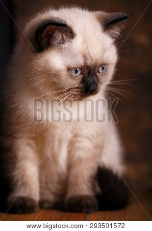 Scottish Straight Cat Cream Color. A Cat Sits
