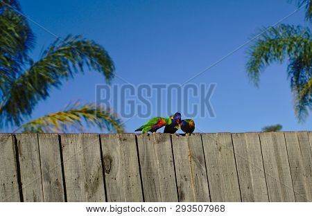 Three Parakeets Eating On Wooden Fence With Blue Sky Background