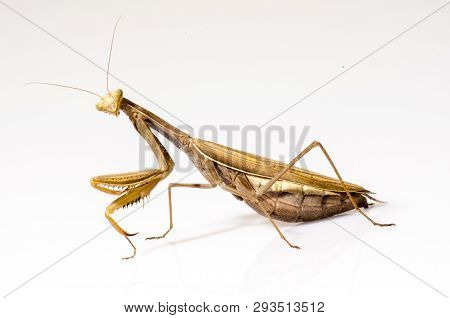 Wandering Violin Mantis, Gongylus Gongylodes, In Front Of White Background