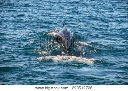 Humpback Whale On Iceland, From Whale Watching Trip