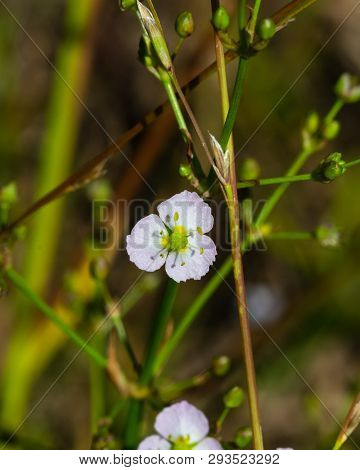 Flower Of European Water-plantain Or Alisma Plantago-aquatica Close-up, Selective Focus, Shallow Dof