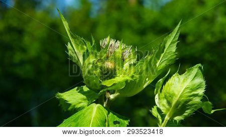 Blooming Cabbage Or Siberian Thistle, Cirsium Oleraceum, Flowers, Bud And Leaves Close-up, Selective