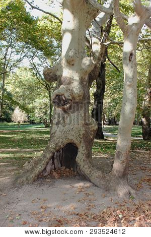 Agios Nikolaos Park Naousa Greece Europe