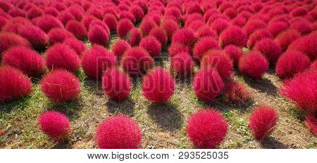Kochia In Kokuei Hitachi Seaside Park - Hitachinaka, Ibaraki, Japan