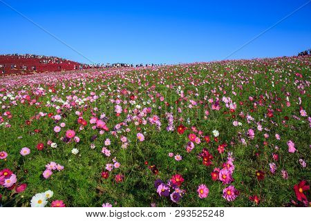 Cosmos Flowers In Kokuei Hitachi Seaside Park - Hitachinaka, Ibaraki, Japan