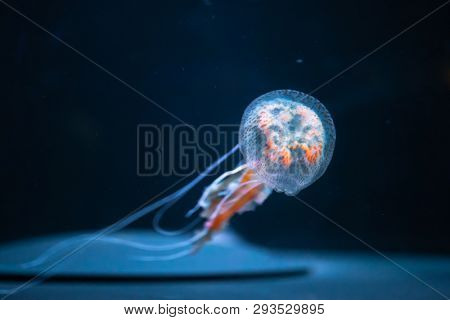 pelagia noctiluca jellyfish underwater
