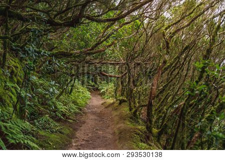 forest in Anaga rural park, Tenerife