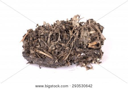 Bird Of Prey (owl), Dropping, Mouse Skull And Bones