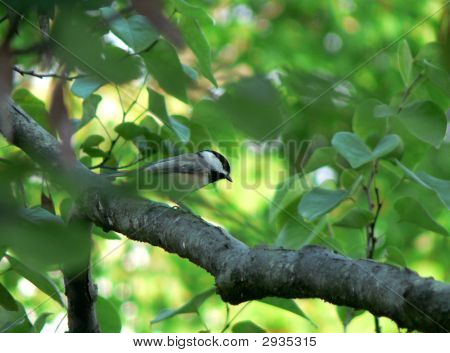 Carolina Chickadee 001