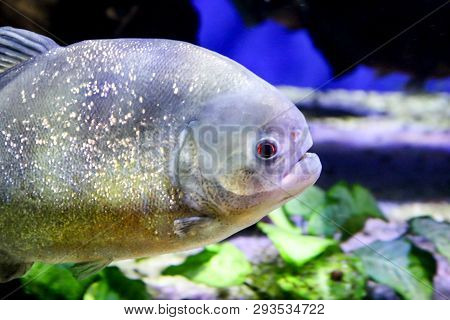 This Is A Close Up Of A Piranha