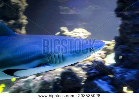 This Is A Close Up Of A Shark