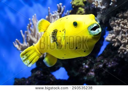 This Is A Close Up Of A Pufferfish