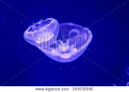 This Is A Close Up Of A Jellyfish