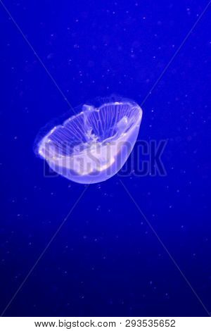 This Is A Close Up Of A Jellyfish