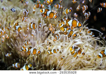 This Is A Group Of Anemone Fishes