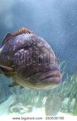 This Is A Close Up Of A Fish