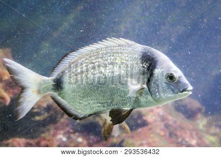 This Is A Close Up Of A Fish