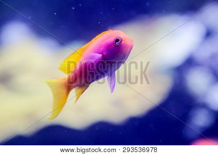 This Is A Close Up Of A Fish