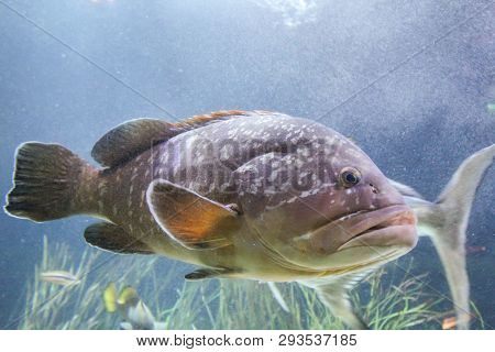 This Is A Close Up Of A Fish