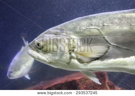 This Is A Close Up Of A Fish