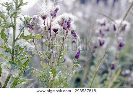 Fluffy Thistle Field In Hampstead Heath Of London During Autumn Season