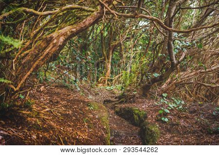 forest in Anaga rural park, Tenerife