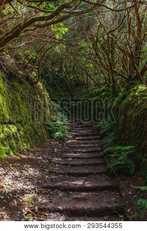 forest in Anaga rural park, Tenerife