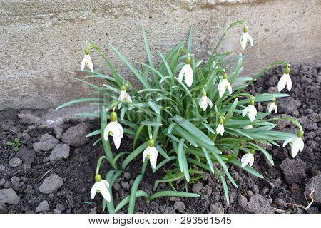Snowdrops In Spring, Galanthus Nivalis And Galanthus Elwesii For Encyclopedia. Spring Bouquet. Easte