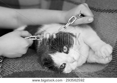 Violence Against Pets, The Owner Keeps The Cat On The Chain