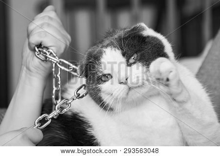 Violence Against Pets, The Owner Keeps The Cat On The Chain