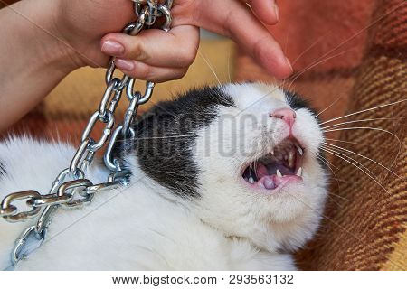 Violence Against Pets, The Owner Keeps The Cat On The Chain
