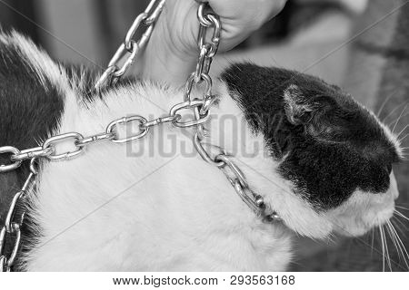 Violence Against Pets, The Owner Keeps The Cat On The Chain