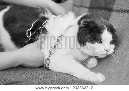 Violence Against Pets, The Owner Keeps The Cat On The Chain