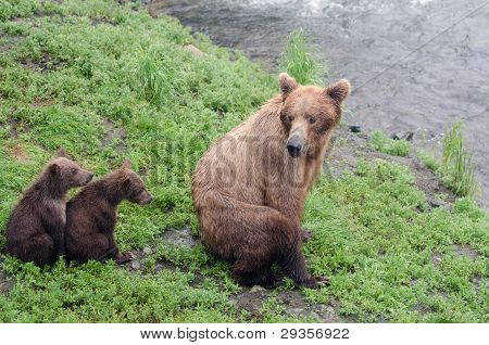 ลูกหมี Grizzly