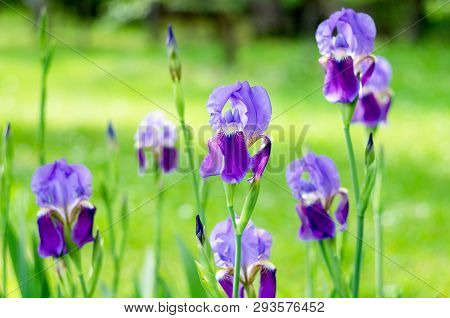Flowers Iris In The Garden. Spring Flower Iris Shot In Clear Sun On Green Background Of Natural Gras