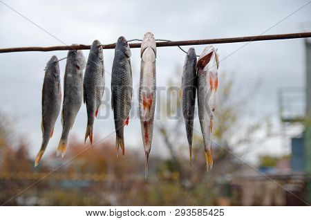A Lot Of Fish Hangs On Air In Cloudy Day