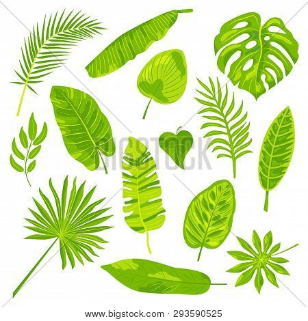 Tropical Leaves Vector Illustration Set. Drsign Elements Isolated On White Background. Flat Style Ju
