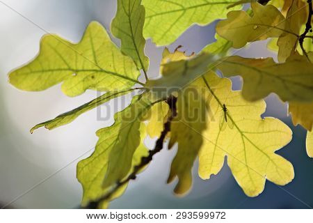 A Beautiful Lacewing Fly Hiding Under Oak Leaves In Autumn Light